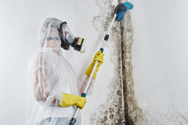 Professional Mold Inspection in Richardson, TX